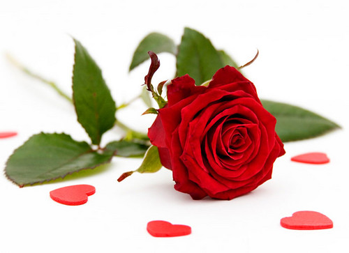 Beautiful-Red-Roses-roses-34610974-500-363